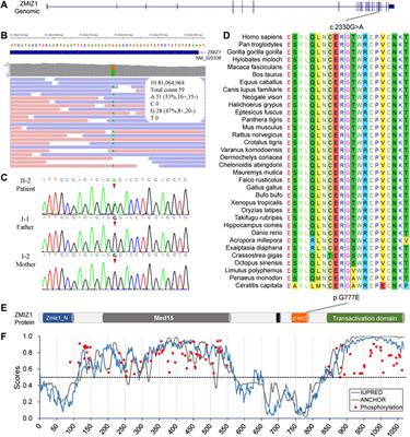 A de Novo ZMIZ1 Pathogenic Variant for Neurodevelopmental Disorder With Dysmorphic Facies and Distal Skeletal Anomalies